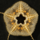 An ophiuroid, or brittle star